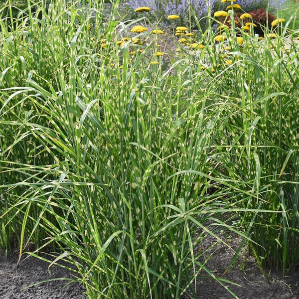 Міскантус китайський Стріктус (Miscanthus sinensis Strictus) С2 С00051 фото