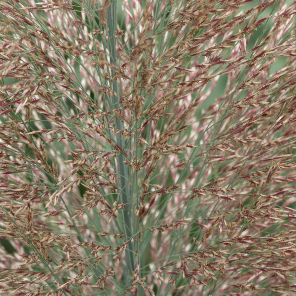 Описание проса прутовидного (Panicum virgatum) TS0018 фото
