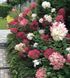 Гортензия метельчатая Даймонд Руж. (Hydrangea paniculata Diamand Rouge) ШТАМБ CS2750 фото 2