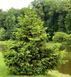 Ель обыкновенная или европейская. (Picea abies) С2 CS2047 фото 2
