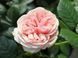 Троянда Афродіта. (Aphrodite) Ч/Г CS1170 фото 5