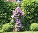 Клематис Нелли Мозер. (Clematis Nelly Moser) ІІгруппа CS1720 фото 7