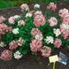 Гортензия метельчатая Даймонд Руж. (Hydrangea paniculata Diamand Rouge) ШТАМБ CS2750 фото 3