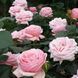 Троянда Афродіта. (Aphrodite) Ч/Г CS1170 фото 3