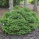 Ель обыкновенная Олендорфи. (Picea abies Ohlendorffii) С7,5 CS2097 фото 1
