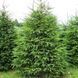 Ель обыкновенная или европейская. (Picea abies) С2 CS2047 фото 1