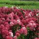 Гортензия метельчатая Даймонд Руж. (Hydrangea paniculata Diamand Rouge) ШТАМБ CS2750 фото 1