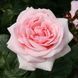 Троянда Афродіта. (Aphrodite) Ч/Г CS1170 фото 1