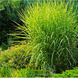 Міскантус китайський Стріктус (Miscanthus sinensis Strictus) С2 С00051 фото 1