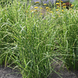 Міскантус китайський Стріктус (Miscanthus sinensis Strictus) С2 С00051 фото 3