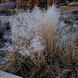 Описание проса прутовидного (Panicum virgatum) TS0018 фото 1