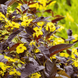 Вербейник війчастий Firecracker (Lysimachia ciliata Firecracker) контейнер Р9 R2445 фото 2