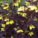Вербейник війчастий Firecracker (Lysimachia ciliata Firecracker) контейнер Р9 R2445 фото 1