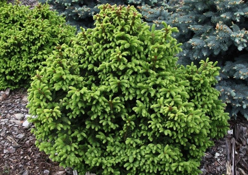 Ель обыкновенная Олендорфи. (Picea abies Ohlendorffii) С7,5 CS2097 фото