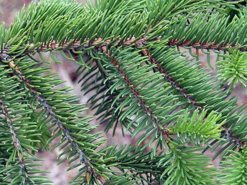 Ель обыкновенная или европейская. (Picea abies) С2 CS2047 фото