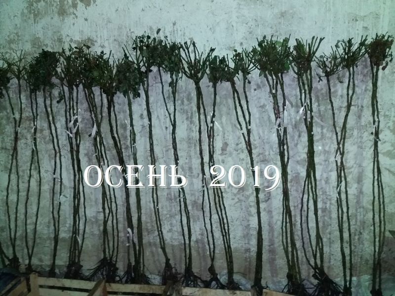 Троянда Торнадо. на ШТАМБі Velet