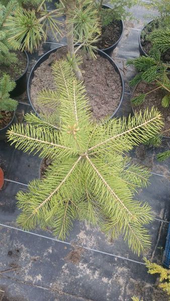 Ель обыкновенная Конколор (Picea abies) С5  60см CS2048 фото