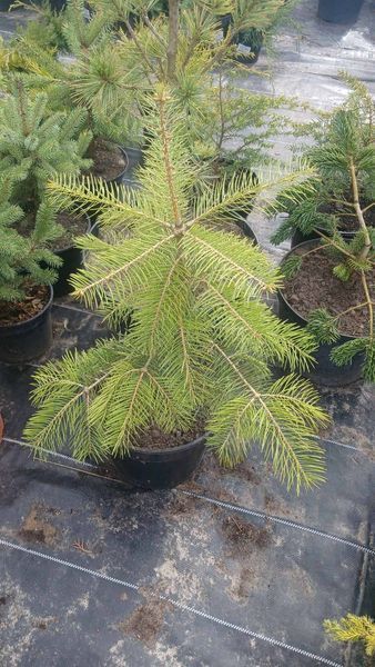 Ель обыкновенная Конколор (Picea abies) С5  60см CS2048 фото
