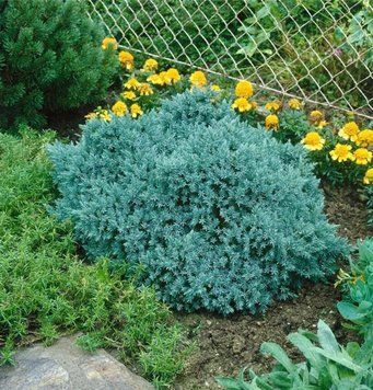 Ялівець лускатий Блю Стар. (Juniperus squamata Blue Star) С5 CS2198 фото