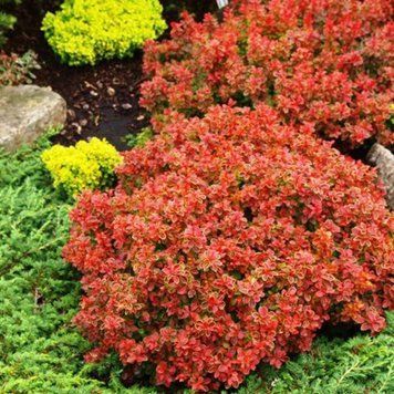 Барбарис тунберга Эдмирэйшн. (Berberis thunbergii Admiration) С7,5 CS2501 фото