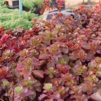 Очиток ложний Красный ковер / Sedum spurium 'Red Carpet P9