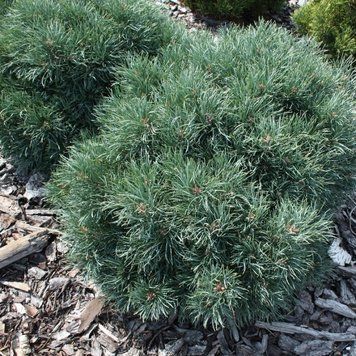 Сосна обыкновенная Френшем. (Pinus sylvestris Frensham) C15 CS2348 фото