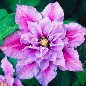 Клематис 'Пиилу'. (Clematis 'Piilu')