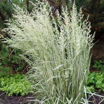 Війник гостроквітковий Овердам. (Calamagrostis acutiflora Overdam) С1 С00053 фото