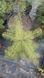 Ель обыкновенная Конколор (Picea abies) С5  60см CS2048 фото 3