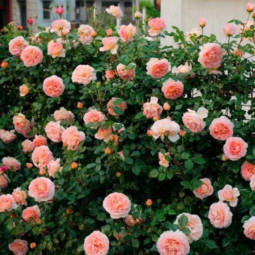 Троянда Абрахам Дербі. (Abraham Darby) АНГЛ.