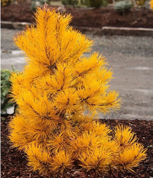 Сосна скрученная Чиф Джозеф. (Pinus contorta Chief Joseph) С7,5 на ШТАМБЕ CS2298 фото