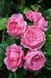 Роза Шанталь Мерье. (Chantal Merieux) Шраб CS1571 фото 5