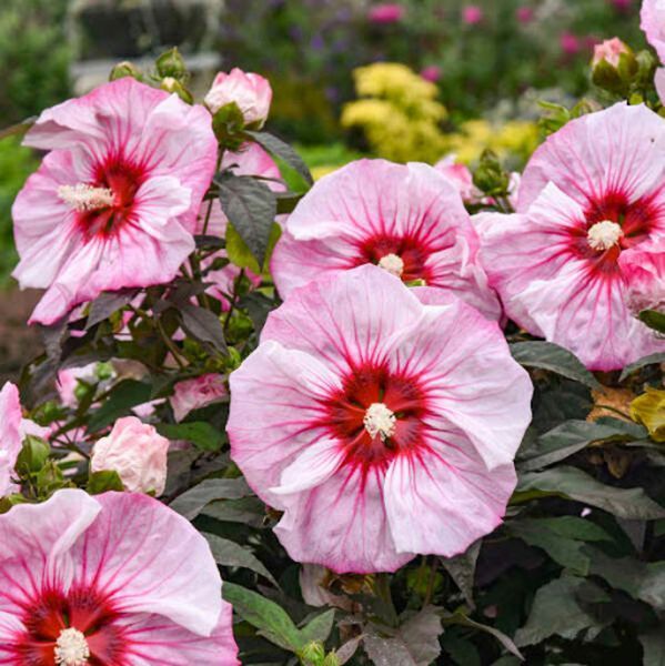 Гибискус травянистый Саммерифик Черри Чоко Латте. (Hibiscus Summerific&reg; Cherry Choco Latte) CS2601 фото
