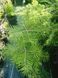 Ель обыкновенная Конколор (Picea abies) С5  60см CS2048 фото 1