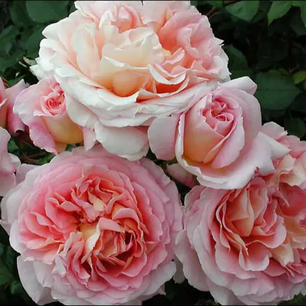 Троянда Абрахам Дербі. (Abraham Darby) АНГЛ.
