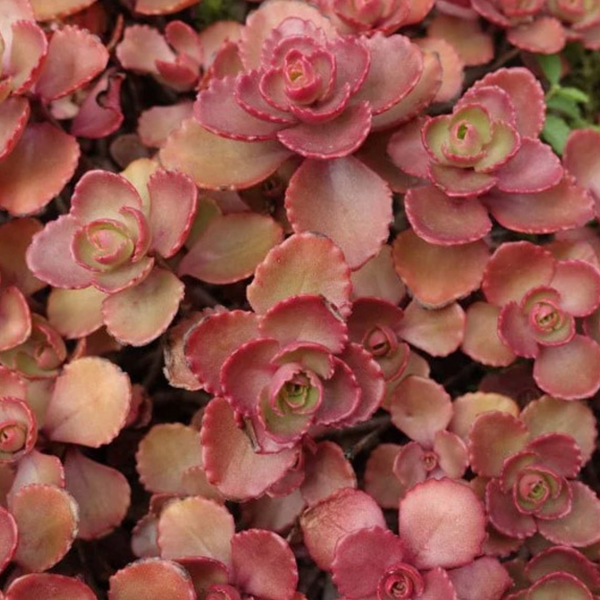 Очиток ложний Красный ковер / Sedum spurium 'Red Carpet P9