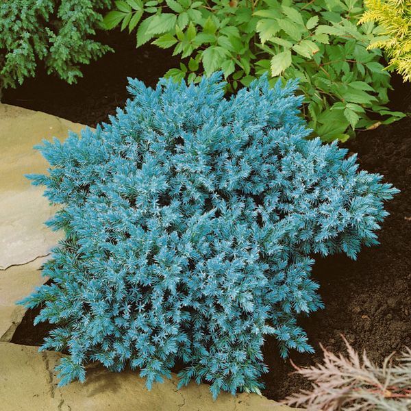 Ялівець лускатий Блю Стар. (Juniperus squamata Blue Star) С5 CS2198 фото