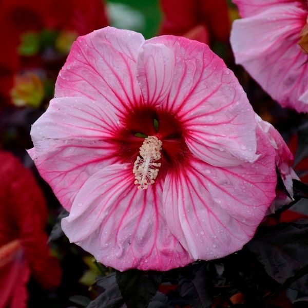 Гибискус травянистый Саммерифик Черри Чоко Латте. (Hibiscus Summerific&reg; Cherry Choco Latte) CS2601 фото