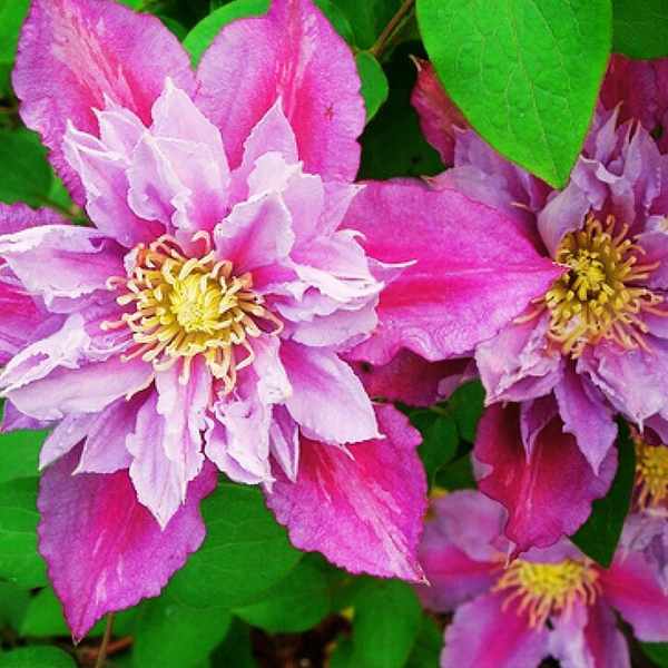 Клематис 'Пиилу'. (Clematis 'Piilu')
