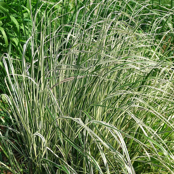 Війник гостроквітковий Овердам. (Calamagrostis acutiflora Overdam) С1 С00053 фото