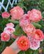 Троянда Принцеса Сакура. (Princess Sakura) Японська  V10294 фото 7