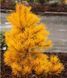 Сосна скрученная Чиф Джозеф. (Pinus contorta Chief Joseph) С7,5 на ШТАМБЕ CS2298 фото 4