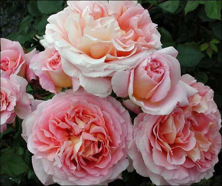 Троянда Абрахам Дербі. (Abraham Darby) АНГЛ.