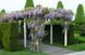 Гліцинія китайська Вістерія. (Wisteria) 3-річка CS3001 фото 2