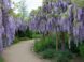 Гліцинія китайська Вістерія. (Wisteria) 3-річка CS3001 фото 3