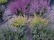 Верес звичайний Боніта. (Calluna vulgaris Bonita) V70189 фото 4
