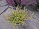 Верес звичайний Боніта. (Calluna vulgaris Bonita) V70189 фото 2