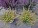 Верес звичайний Боніта. (Calluna vulgaris Bonita) V70189 фото 3