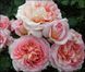 Троянда Абрахам Дербі. (Abraham Darby) АНГЛ. CS3332 фото 2