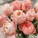 Троянда Принцеса Сакура. (Princess Sakura) Японська  V10294 фото 1